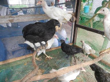 ลูกไก่ดำอายุ  3   เดือน
